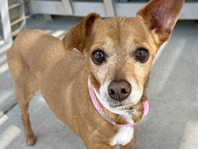 Enlarge BONNIE, a Adoptable Chihuahua in Colorado Springs, CO image 1/1