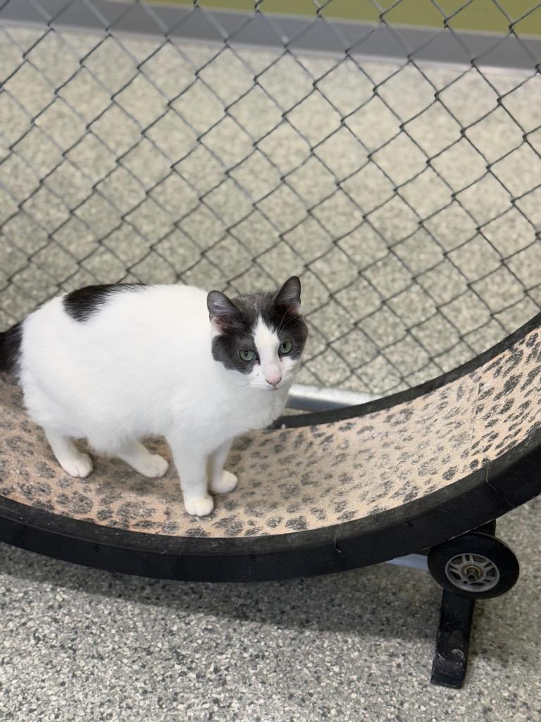 Enlarge Bleu, a Adoptable mixed breed in Auburn, IN image 1/3