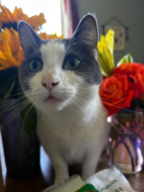 Bleu, Adoptable, Adult Female Domestic Short Hair.