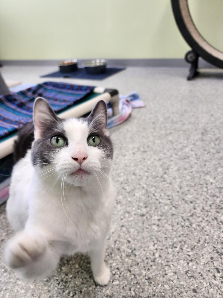 Bleu, a Adoptable mixed breed in Auburn, IN image 2/2