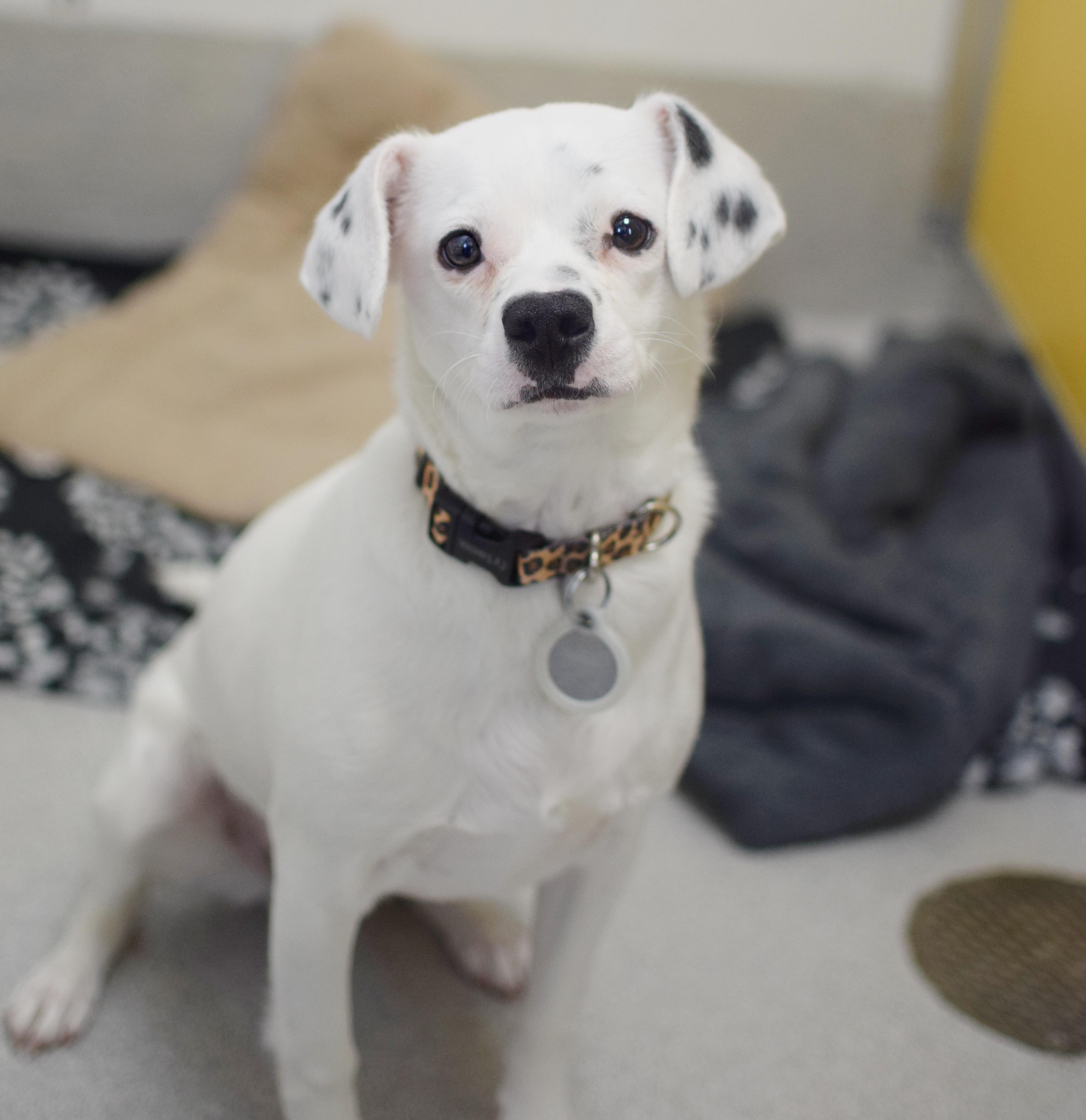 Callie, adopted, Young Female Chihuahua & Cocker Spaniel.