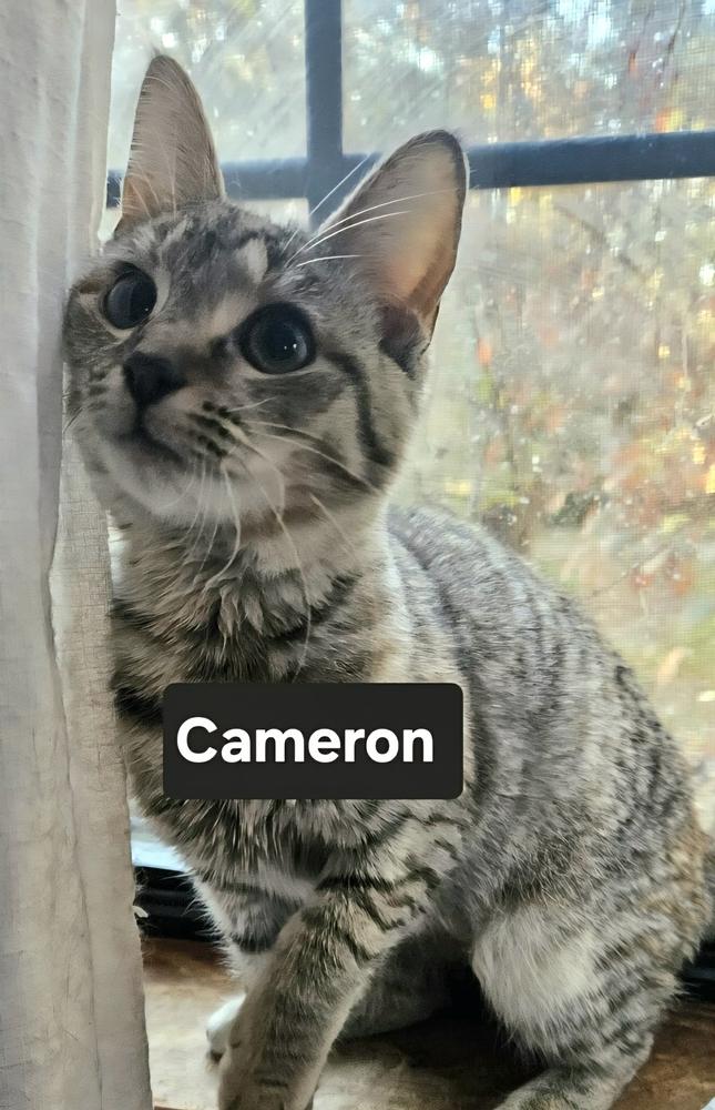 Cameron, Adoptable, Kitten Female Domestic Short Hair.