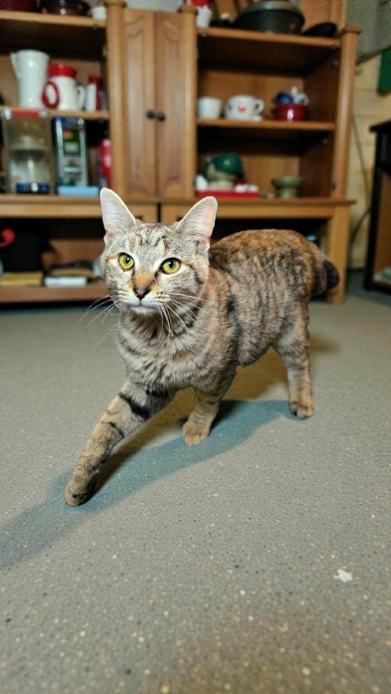 Enlarge Cameron, a Adoptable Domestic Short Hair in Wilson, NC image 3/4