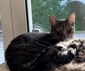 Sully, ADOPTABLE, Adult Male Domestic Short Hair.