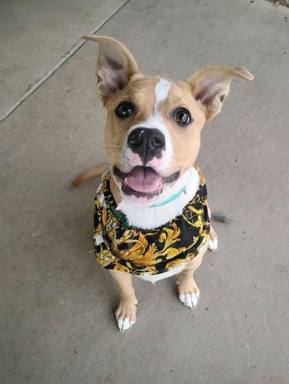 Miss Swiss Roll 51600, adoptable, Puppy Female Mixed Breed.