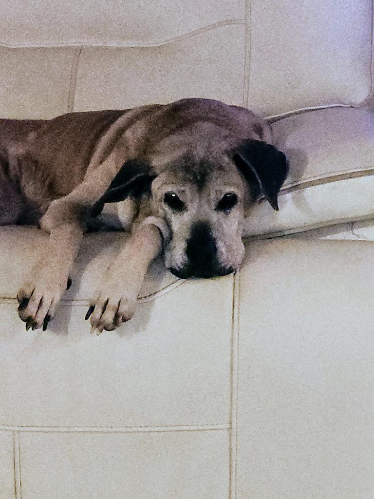 Hope Sundae, Adoptable, Senior Female Labrador Retriever & Mastiff.