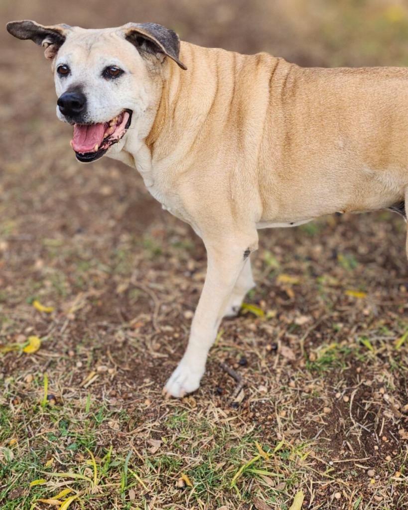 Enlarge Hope Sundae, a Adoptable Labrador Retriever in Brattleboro, VT image 1/6