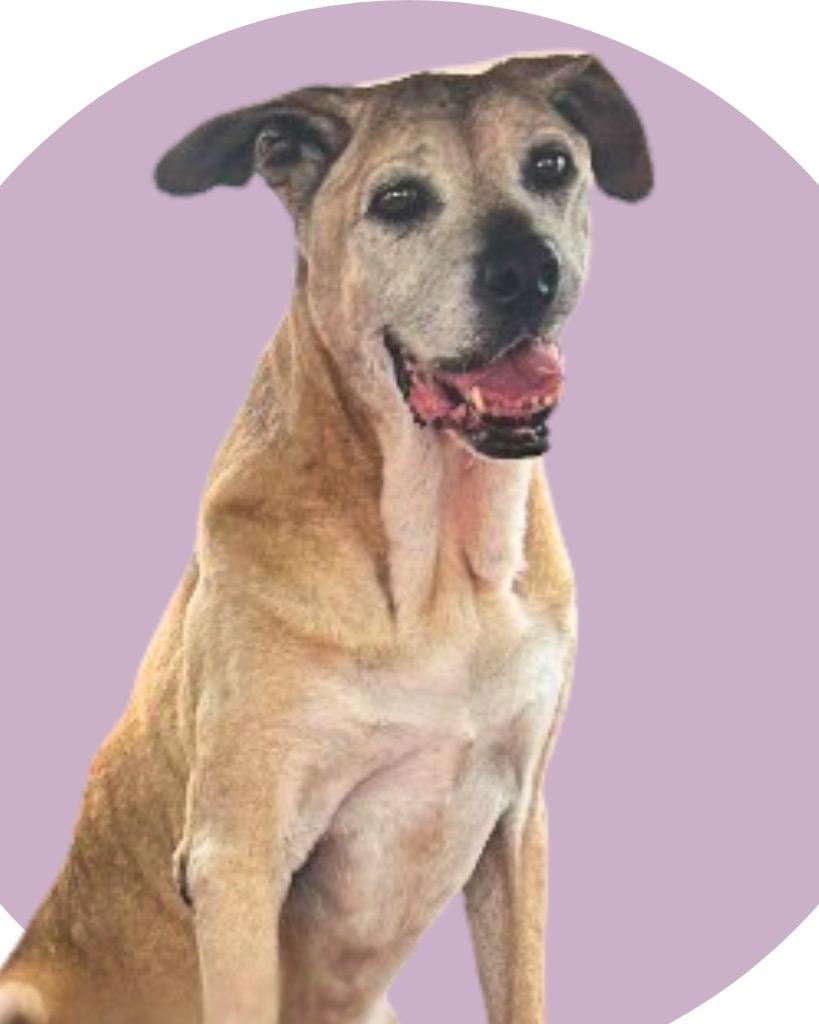 Enlarge Hope Sundae, a Adoptable Labrador Retriever in Brattleboro, VT image 2/6