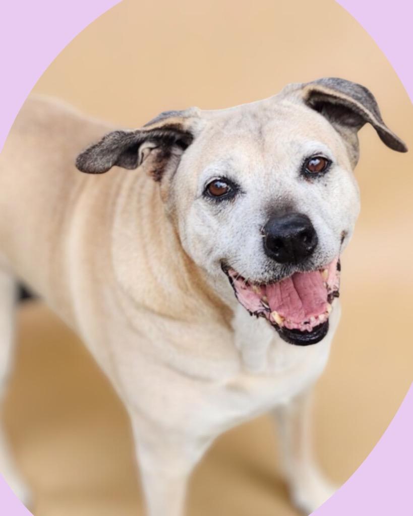 Enlarge Hope Sundae, a Adoptable mixed breed in Brattleboro, VT image 5/6