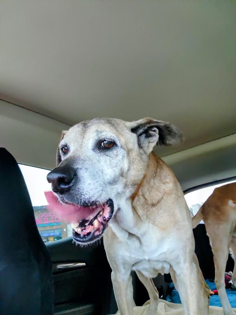 Enlarge Hope Sundae, a Adoptable Labrador Retriever in Brattleboro, VT image 6/6
