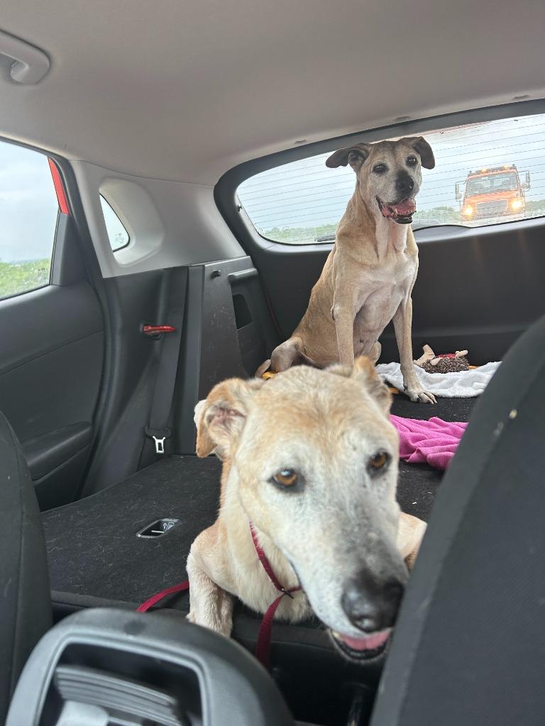 Enlarge Hope Sundae, a Adoptable Labrador Retriever in Brattleboro, VT image 6/6