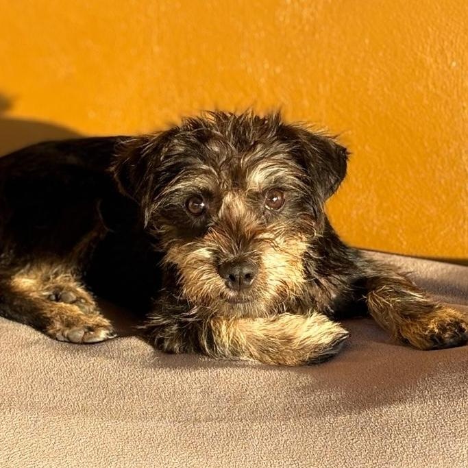 Enlarge Drew, a ADOPTABLE mixed breed in Sherwood, OR image 4/6
