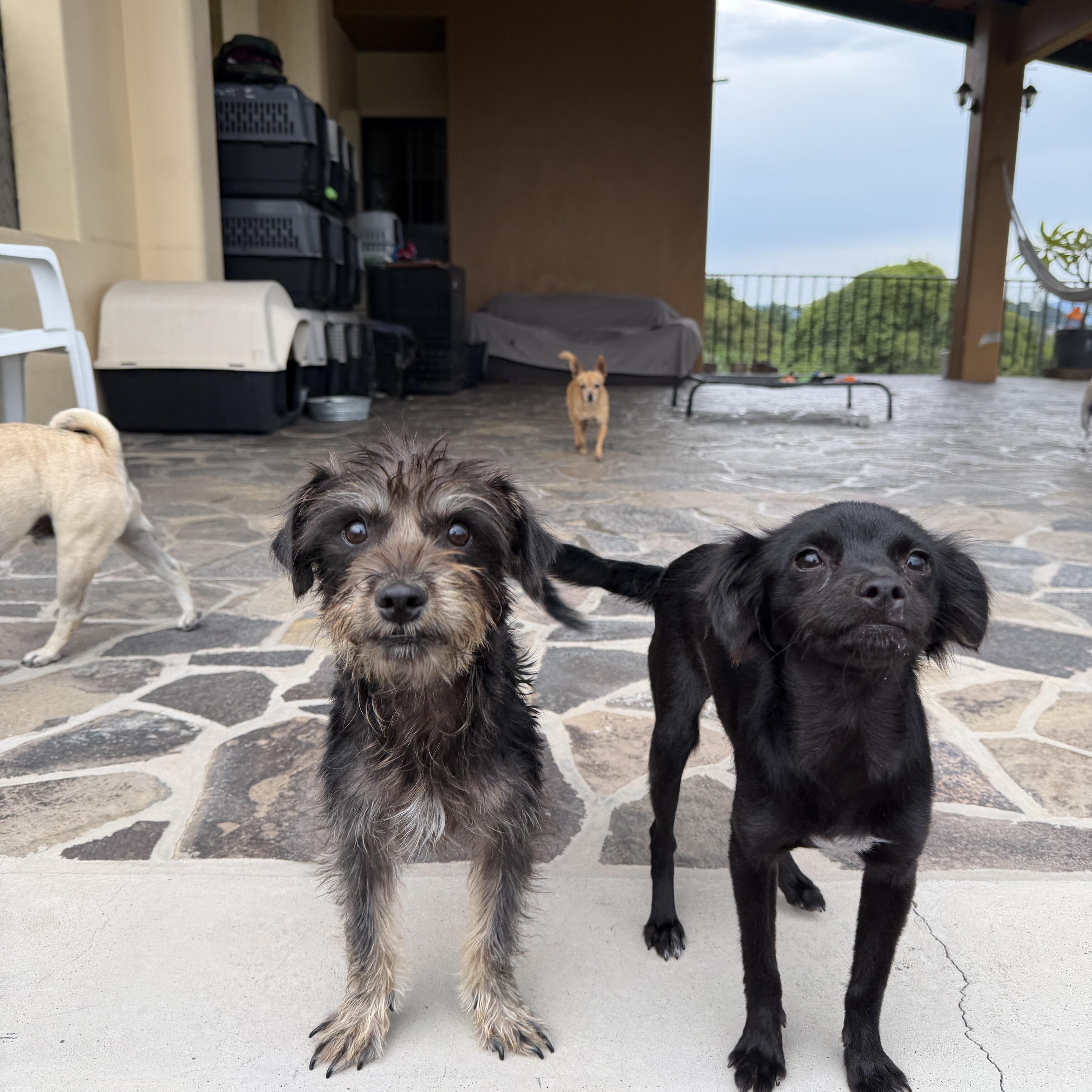 Enlarge Drew, a ADOPTABLE mixed breed in Sherwood, OR image 2/6