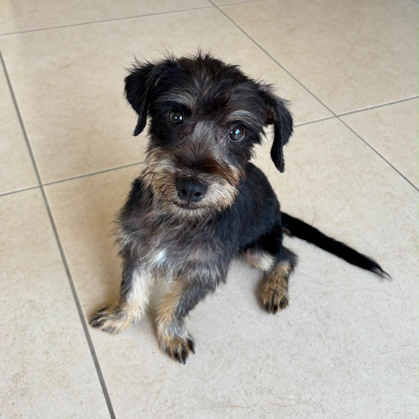 Enlarge Drew, a ADOPTABLE mixed breed in Sherwood, OR image 5/6
