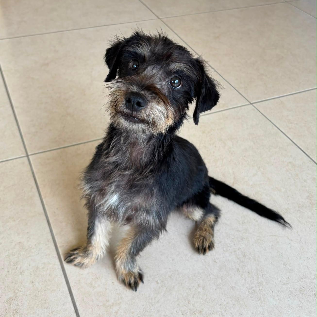 Enlarge Drew, a ADOPTABLE mixed breed in Sherwood, OR image 6/6