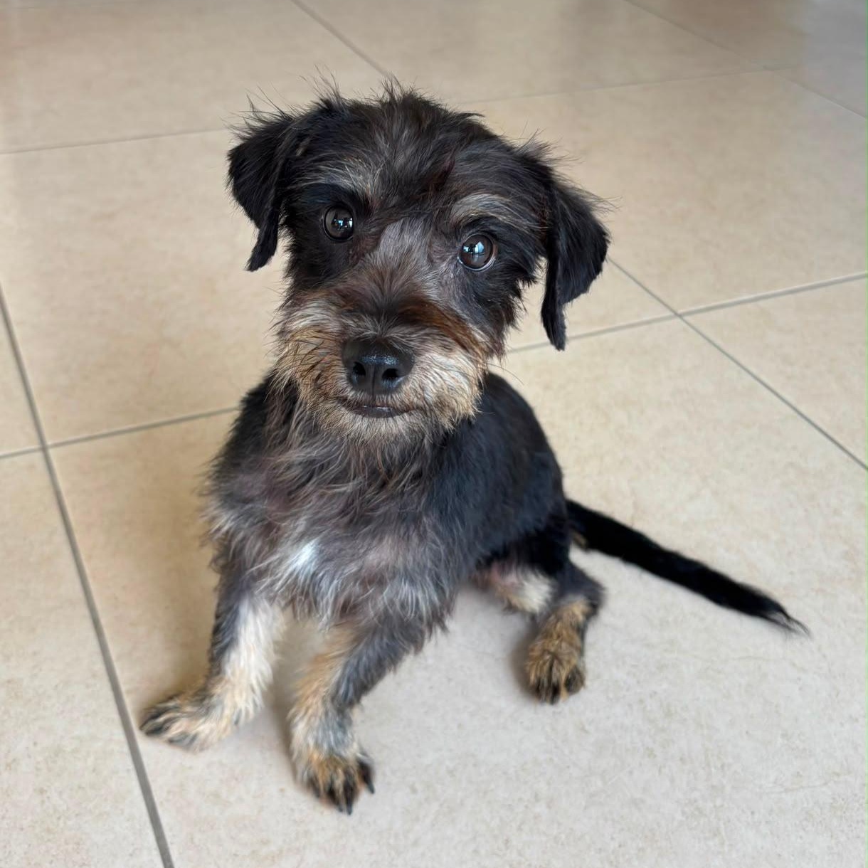 Enlarge Drew, a ADOPTABLE mixed breed in Sherwood, OR image 1/6