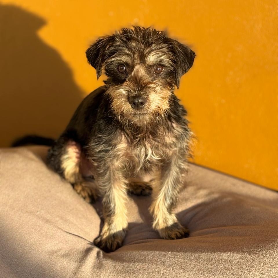 Enlarge Drew, a ADOPTABLE mixed breed in Sherwood, OR image 3/6