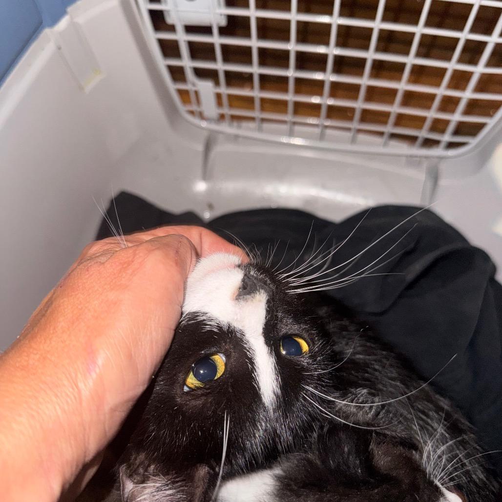 Licorice Spice, Adoptable, Kitten Female Domestic Short Hair.