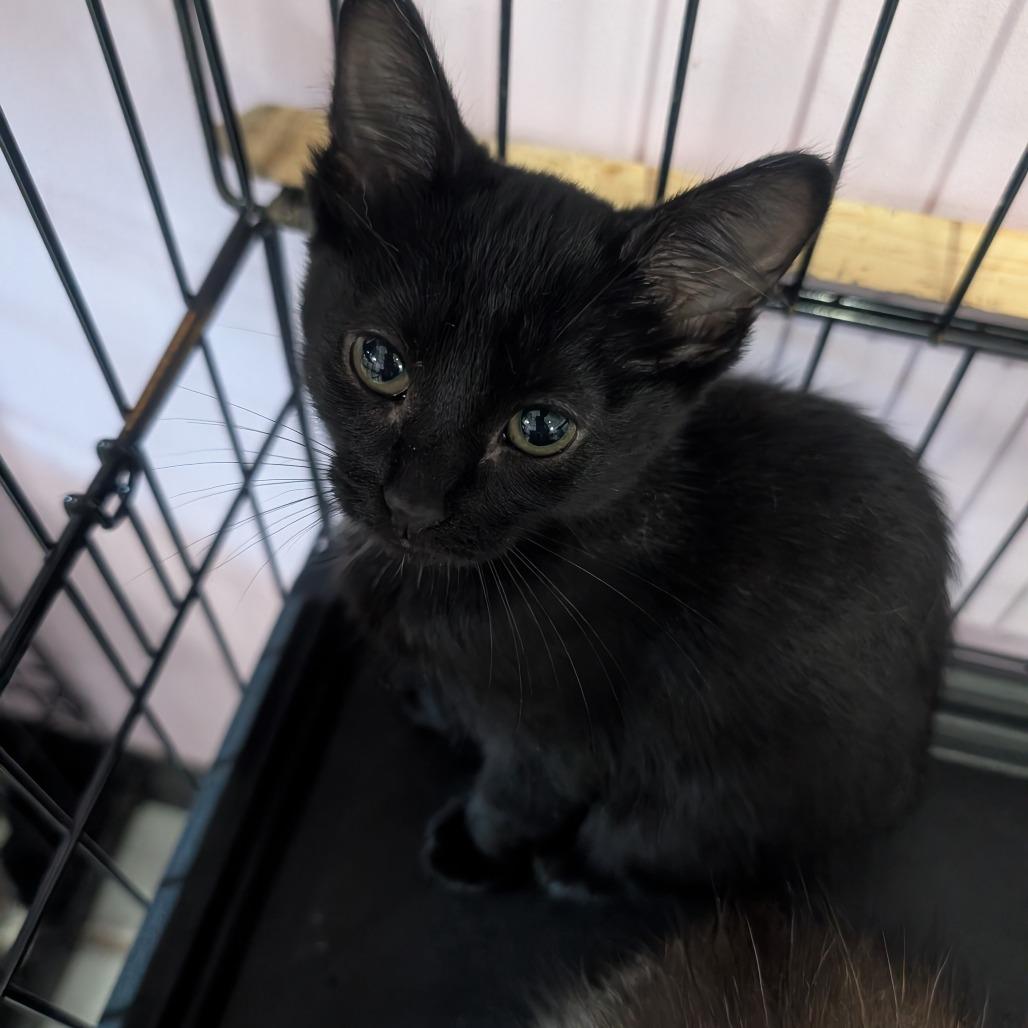 Enlarge Licorice Spice, a Adoptable Domestic Short Hair in West Plains, MO image 2/3