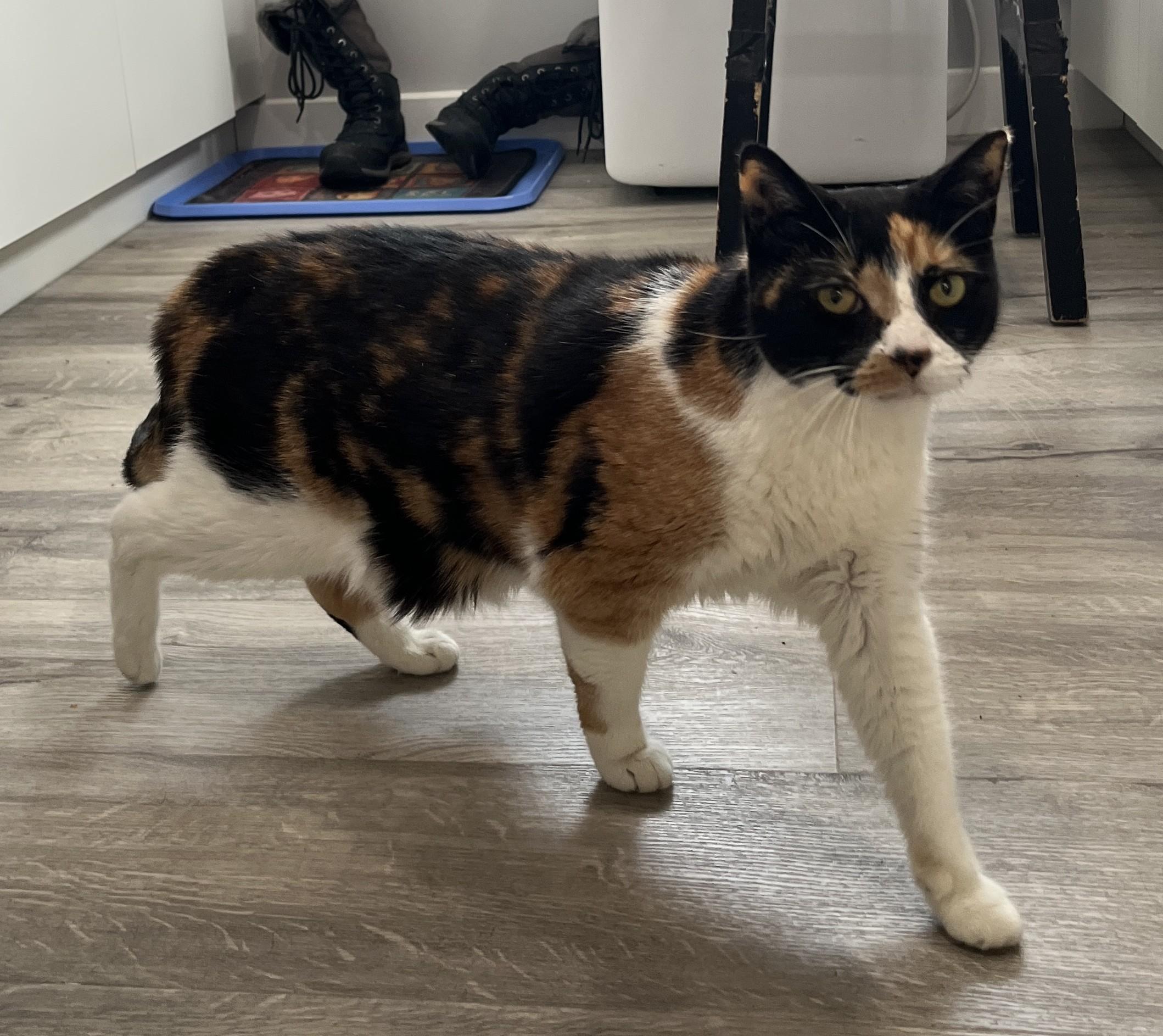 Enlarge GITANE (CR/SC), a Adoptable Domestic Short Hair in Sainte-Angele-de-Monnoir, QC image 6/6