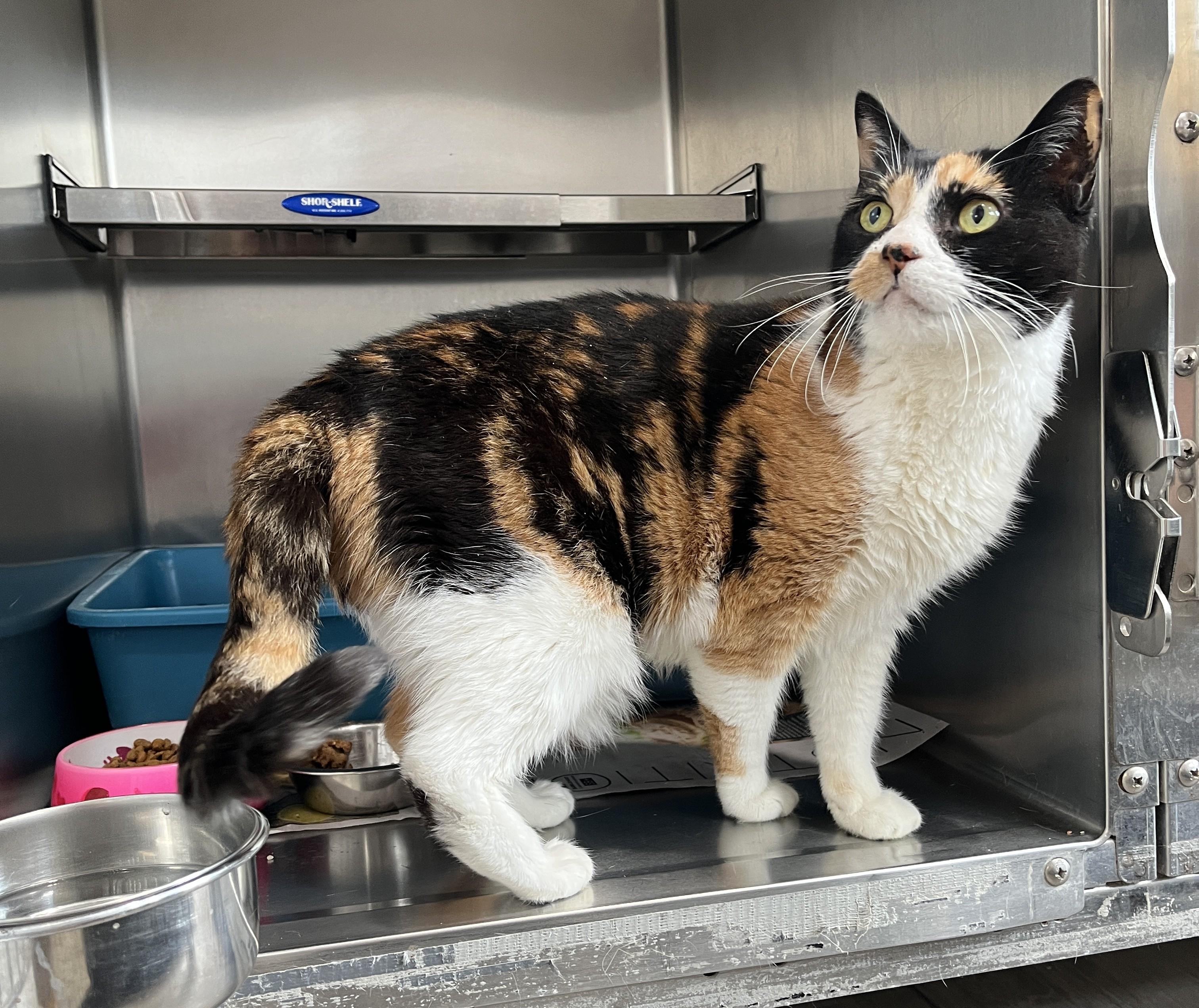 Enlarge GITANE (CR/SC), a Adoptable Domestic Short Hair in Sainte-Angele-de-Monnoir, QC image 4/6