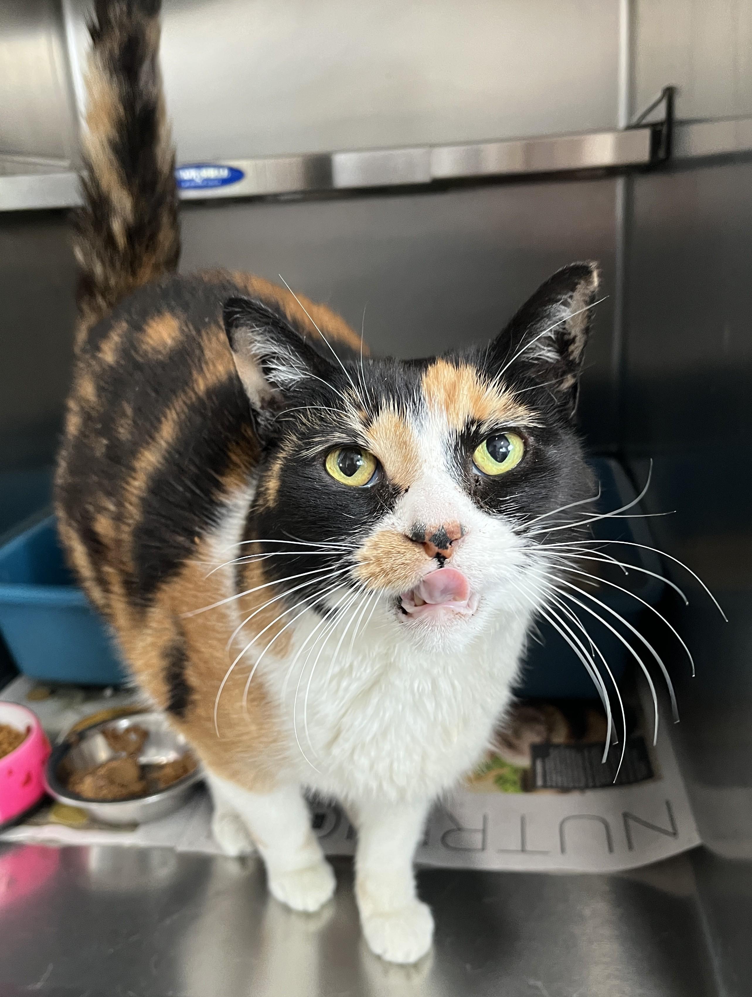 Enlarge GITANE (CR/SC), a Adoptable Domestic Short Hair in Sainte-Angele-de-Monnoir, QC image 3/6