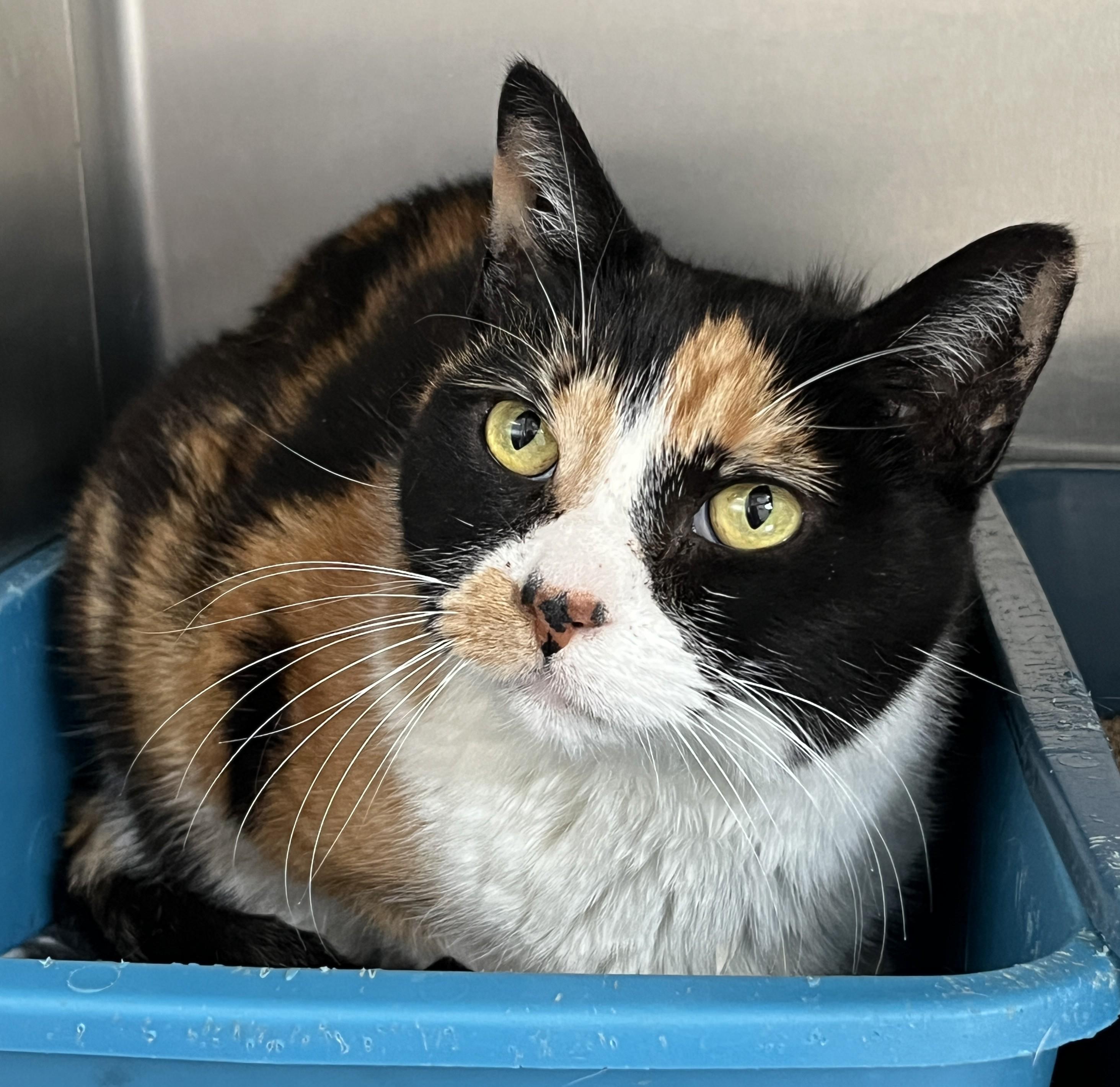 Enlarge GITANE (CR/SC), a Adoptable Domestic Short Hair in Sainte-Angele-de-Monnoir, QC image 1/6