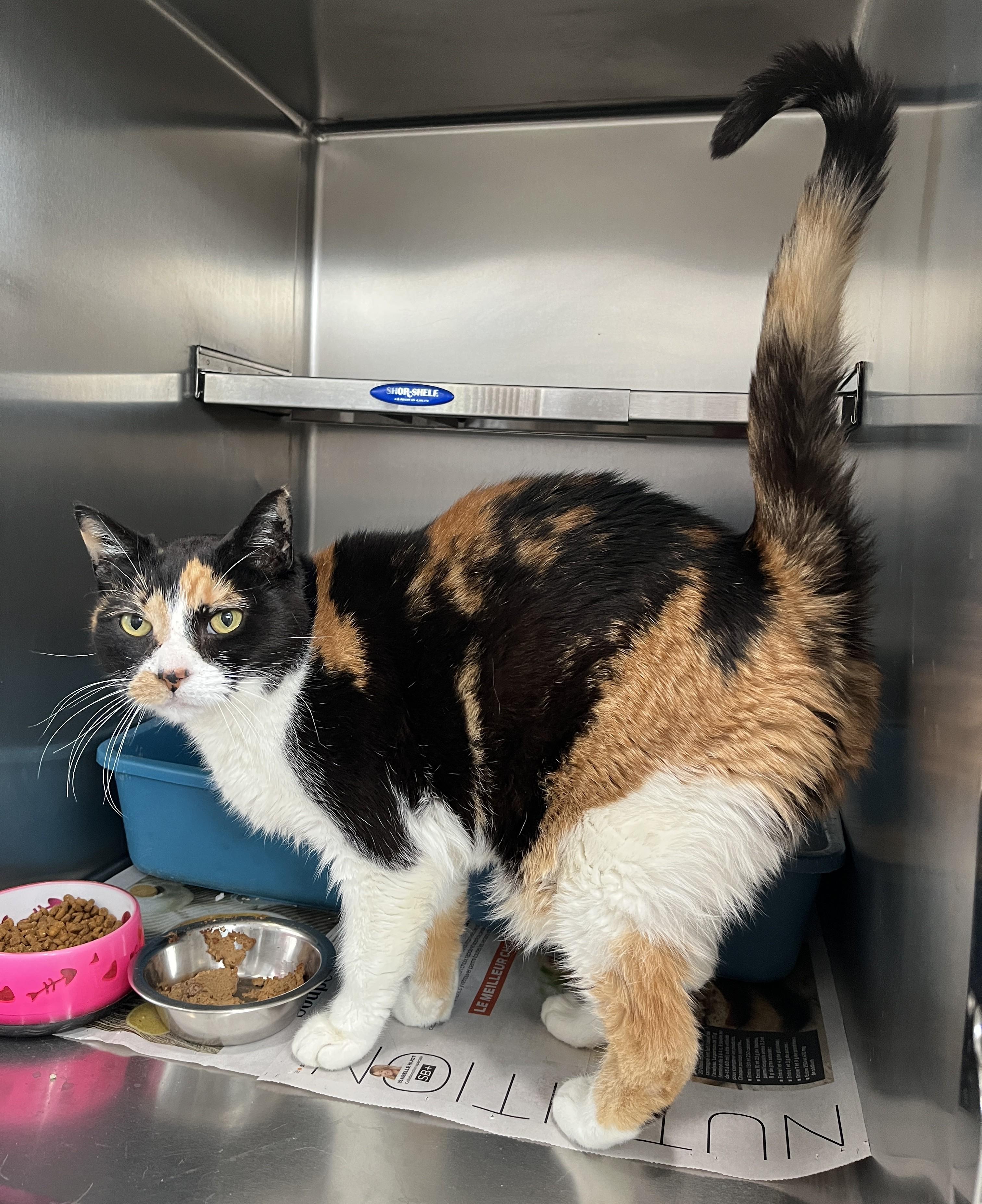 Enlarge GITANE (CR/SC), a Adoptable Domestic Short Hair in Sainte-Angele-de-Monnoir, QC image 2/6