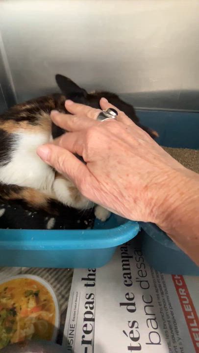 Enlarge GITANE (CR/SC), a Adoptable Domestic Short Hair in Sainte-Angele-de-Monnoir, QC video 5/6