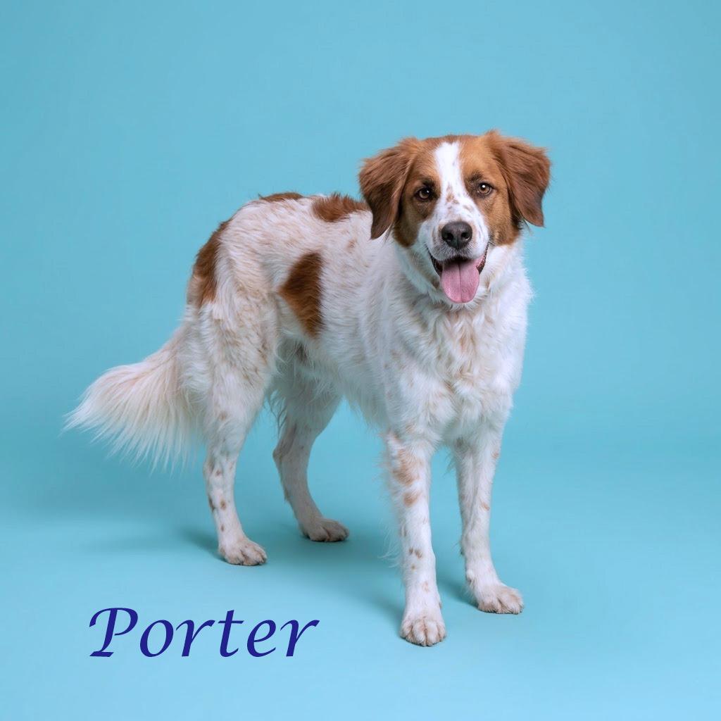Porter Wagoner D24-138, a Adoptable mixed breed in Lebanon, TN image 1/6