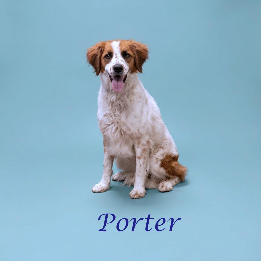 Porter Wagoner D24-138, a Adoptable mixed breed in Lebanon, TN image 2/6