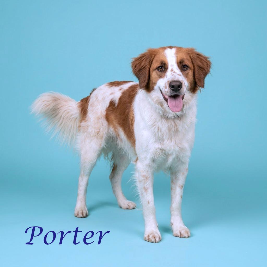 Porter Wagoner D24-138, a Adoptable mixed breed in Lebanon, TN image 3/6