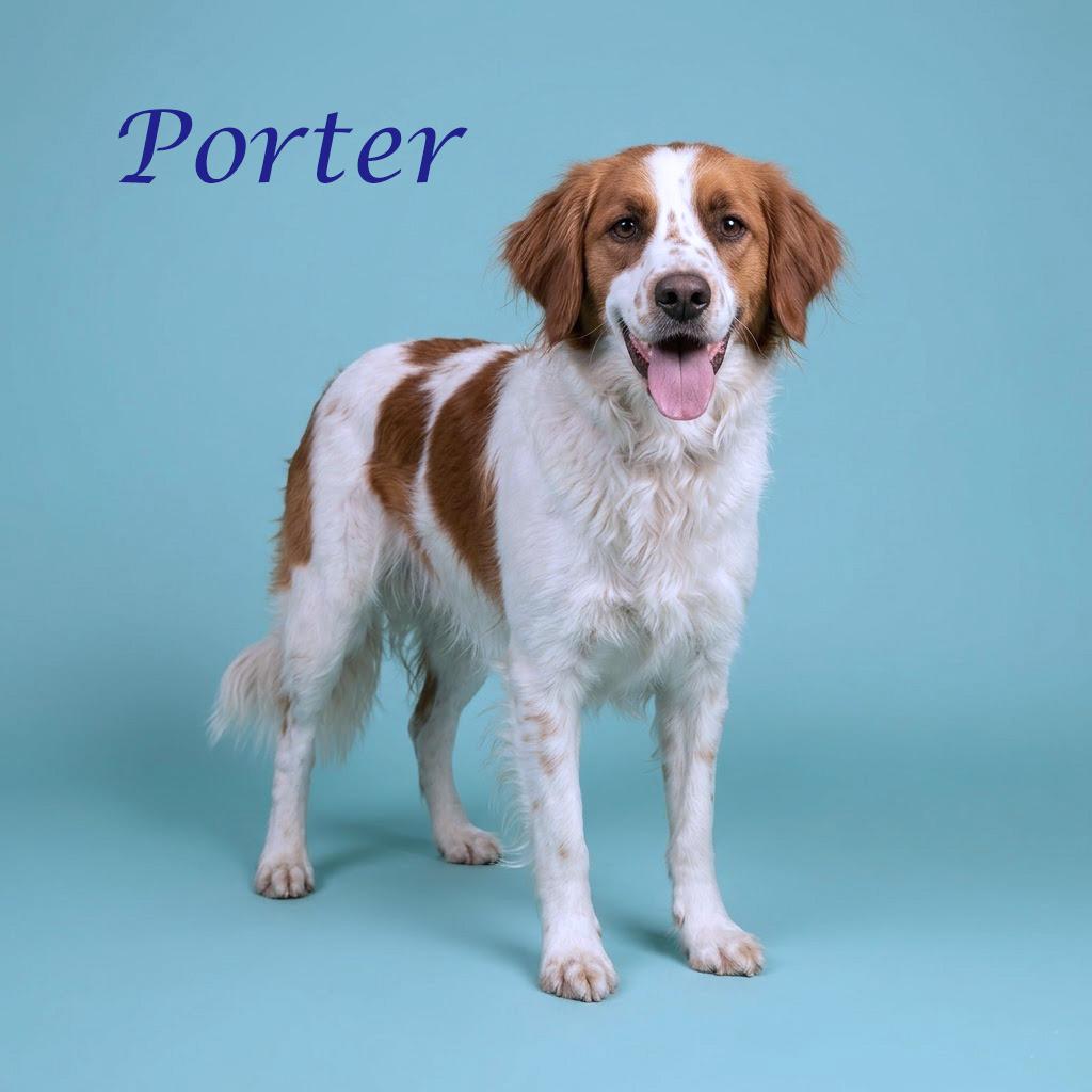 Porter Wagoner D24-138, a Adoptable mixed breed in Lebanon, TN image 4/6
