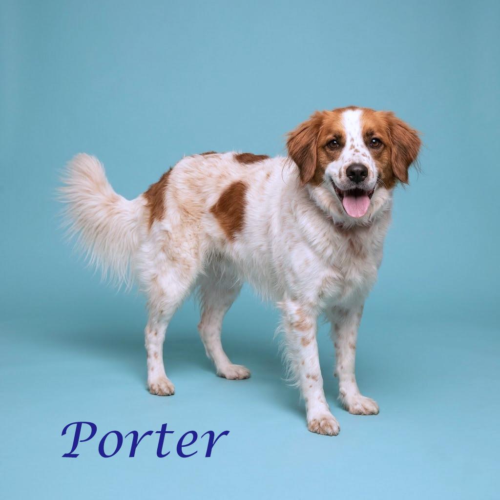 Porter Wagoner D24-138, a Adoptable mixed breed in Lebanon, TN image 5/6