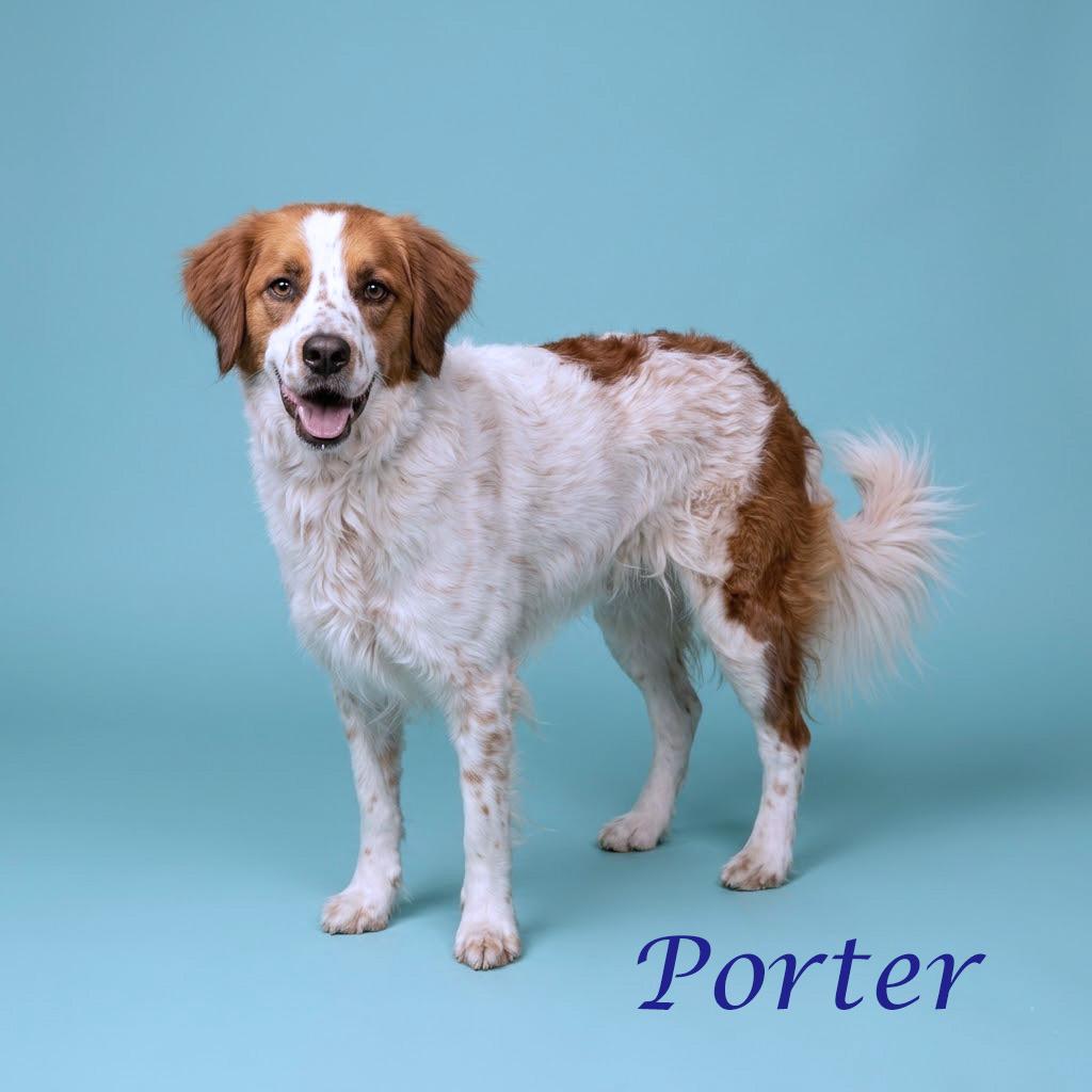 Porter Wagoner D24-138, a Adoptable mixed breed in Lebanon, TN image 6/6
