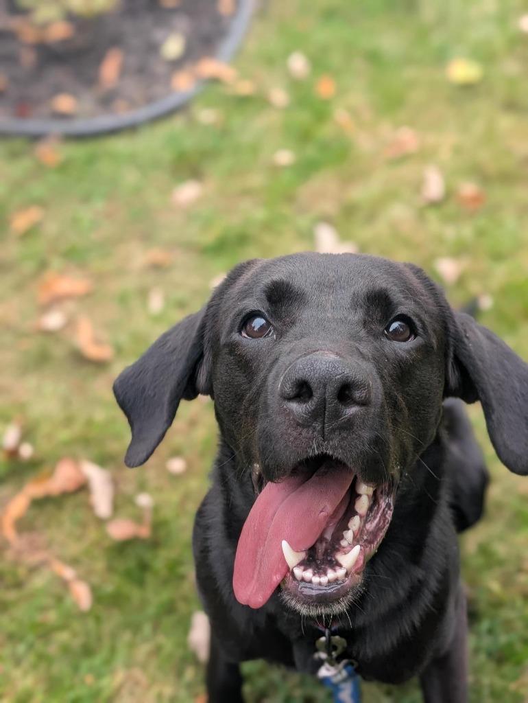 James, Adoptable, Young Male Labrador Retriever.