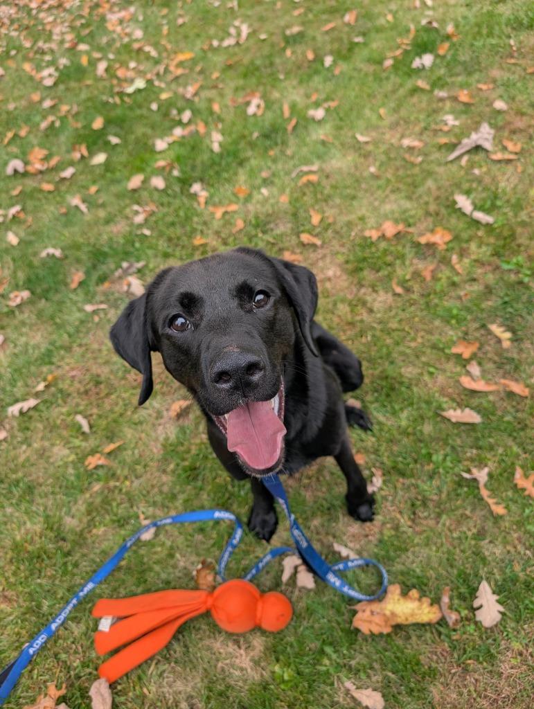 Enlarge James, a Adoptable Labrador Retriever in Gloversville, NY image 2/4