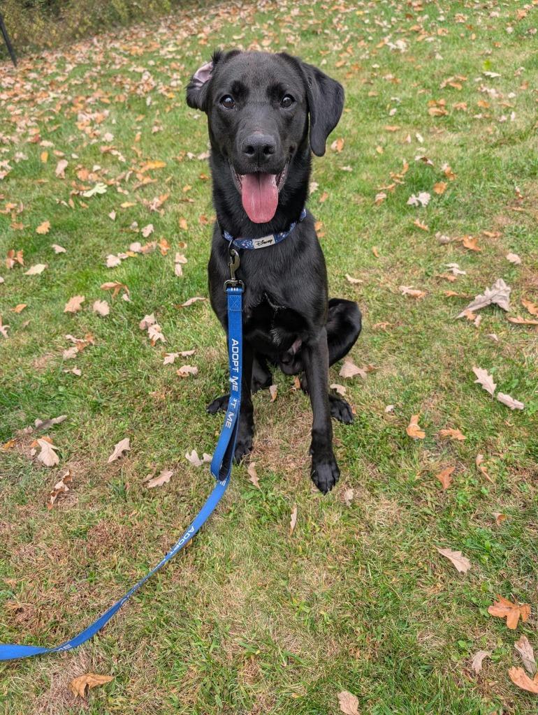 Enlarge James, a Adoptable Labrador Retriever in Gloversville, NY image 3/4