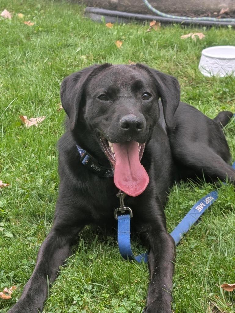 Enlarge James, a Adoptable Labrador Retriever in Gloversville, NY image 4/4