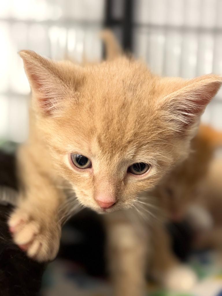 Enlarge FULLER, a Adoptable mixed breed in Algona, IA image 1/5