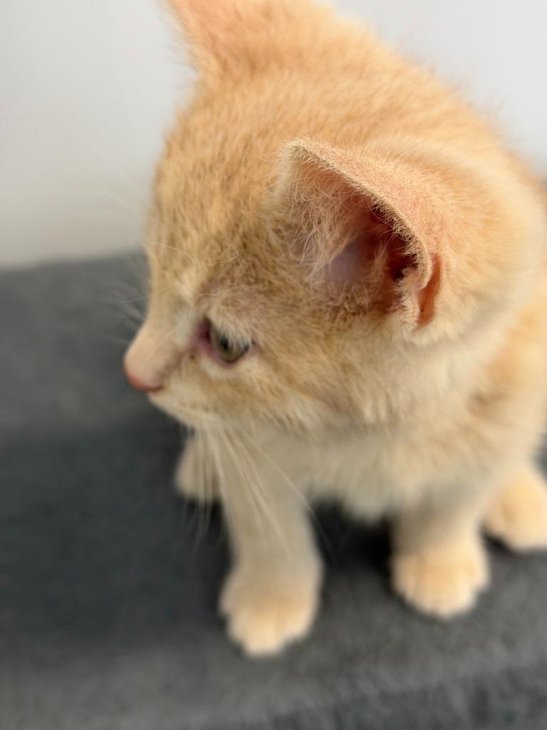 Enlarge FULLER, a Adoptable mixed breed in Algona, IA image 2/5