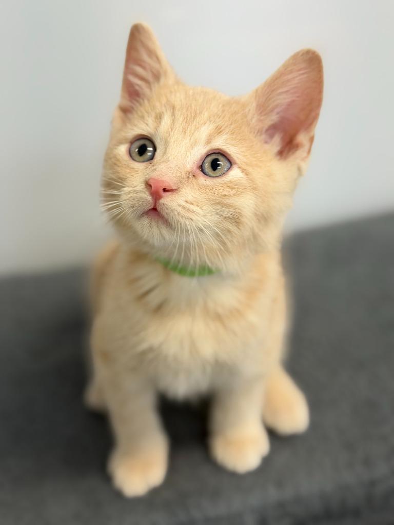 Enlarge FULLER, a Adoptable mixed breed in Algona, IA image 3/5