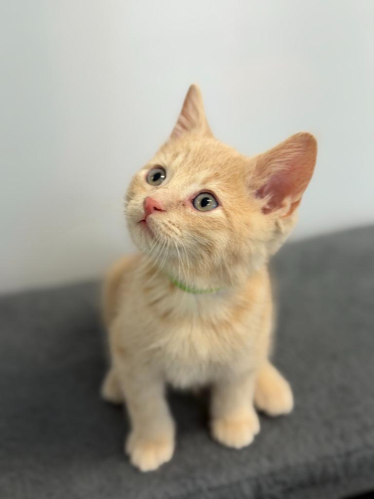 Enlarge FULLER, a Adoptable mixed breed in Algona, IA image 4/5