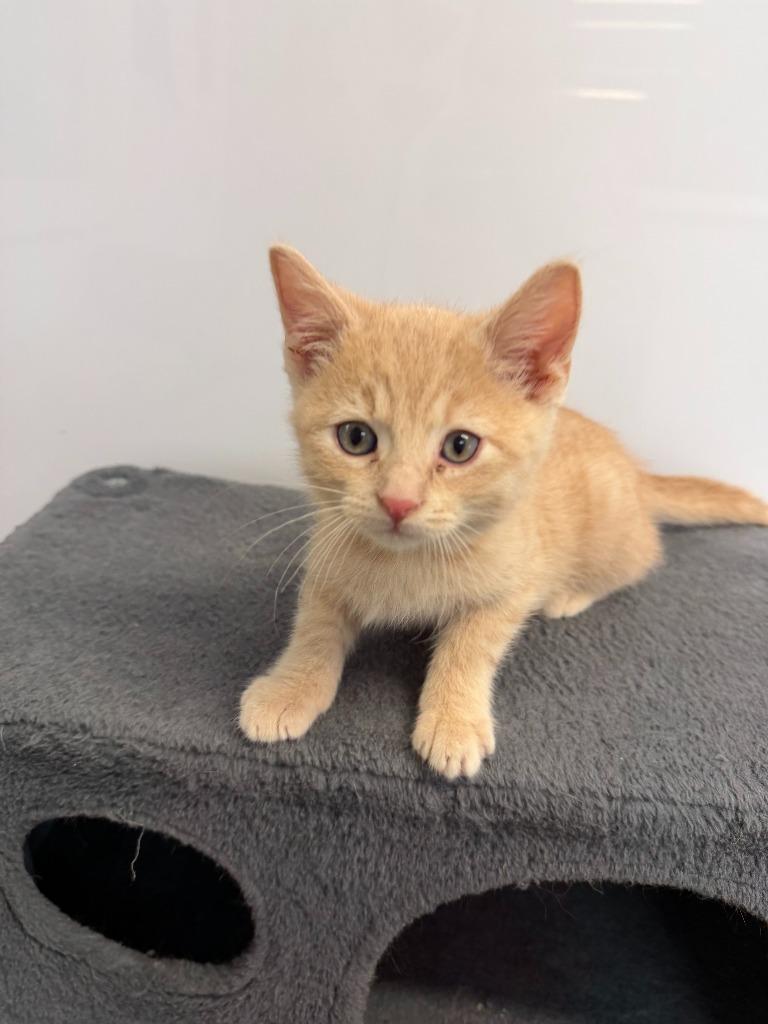 Enlarge FULLER, a Adoptable mixed breed in Algona, IA image 5/5