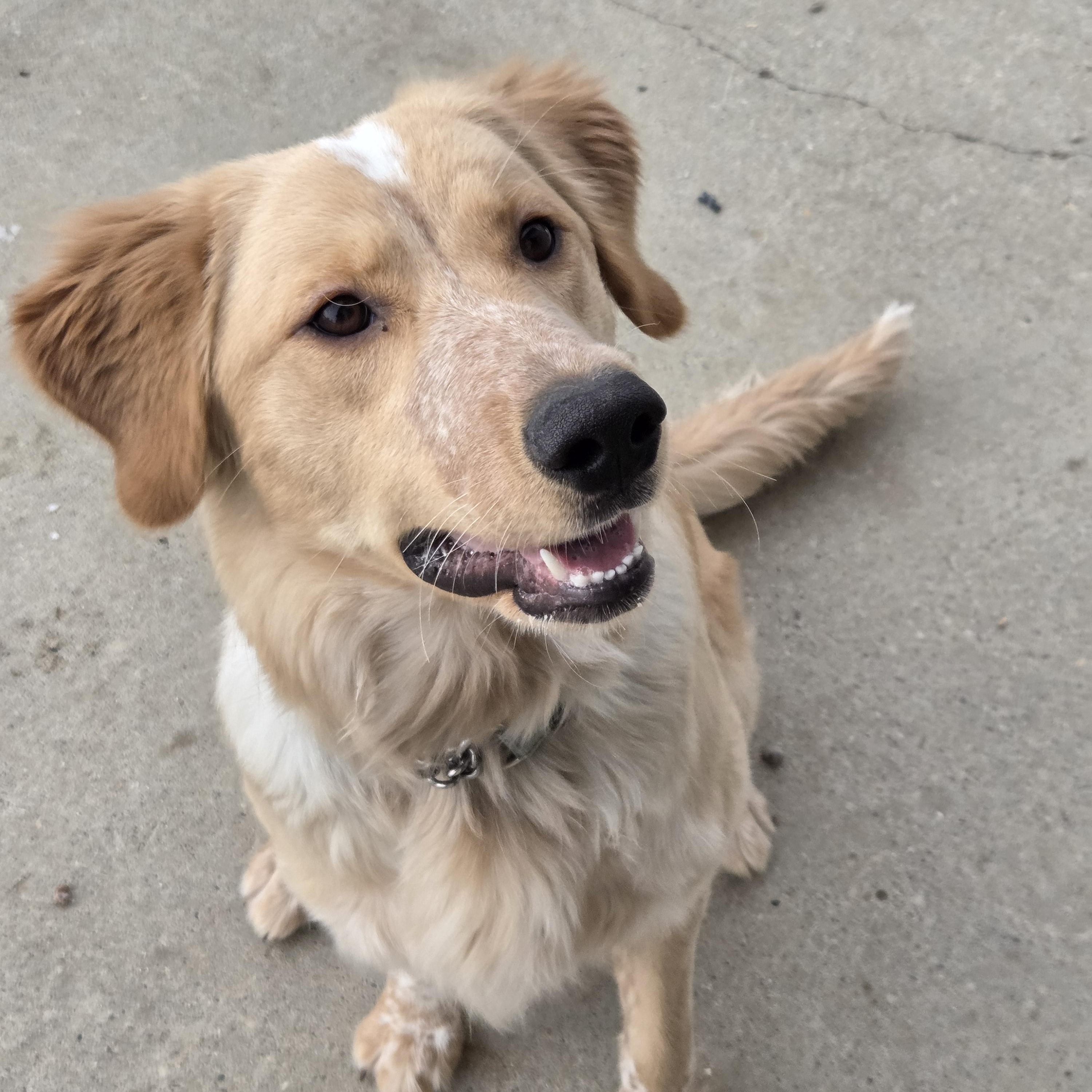 Clementine, adopted, Young Female Spaniel & Newfoundland Dog.
