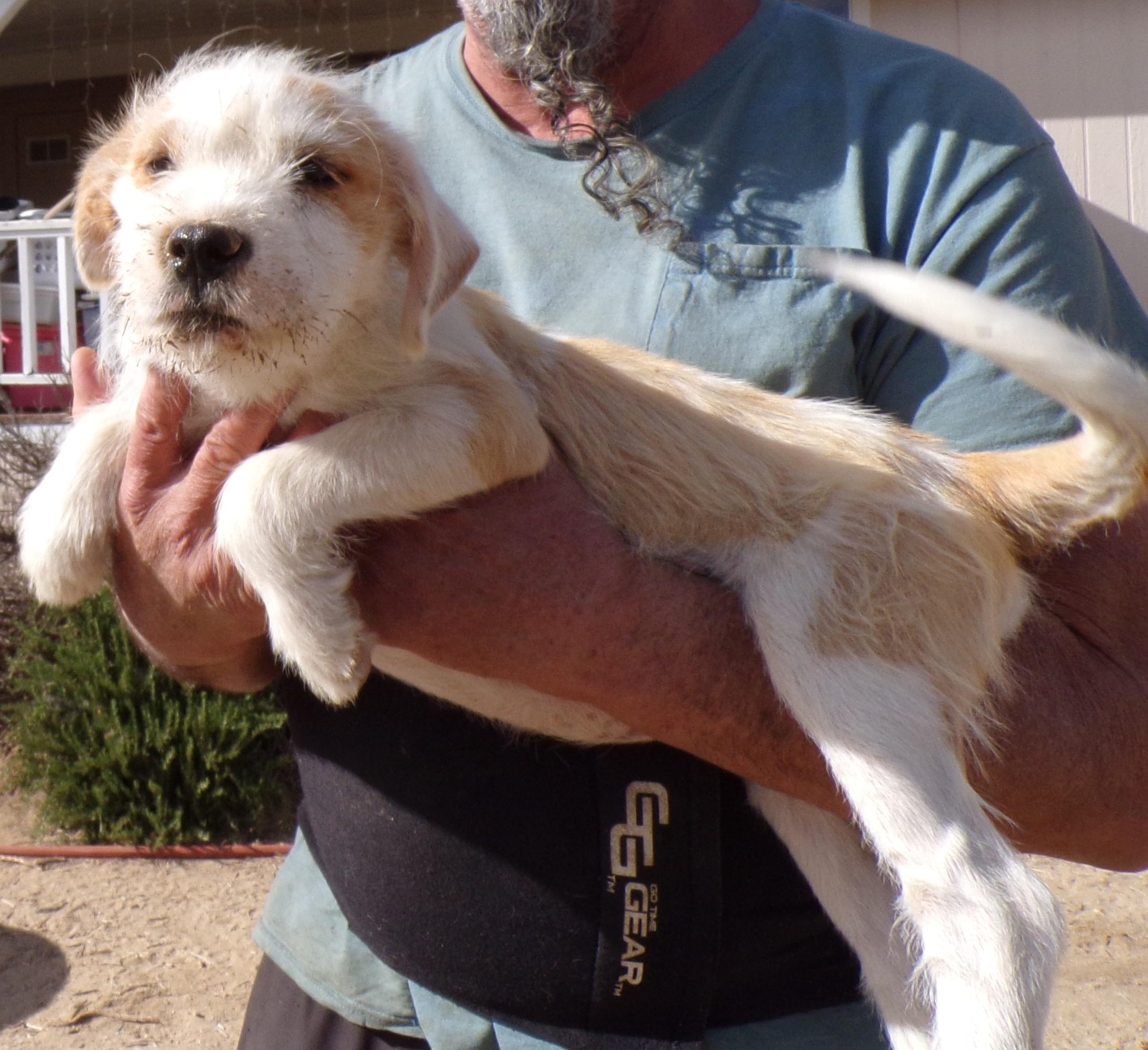 SANDY, adopted, Puppy Female Terrier.