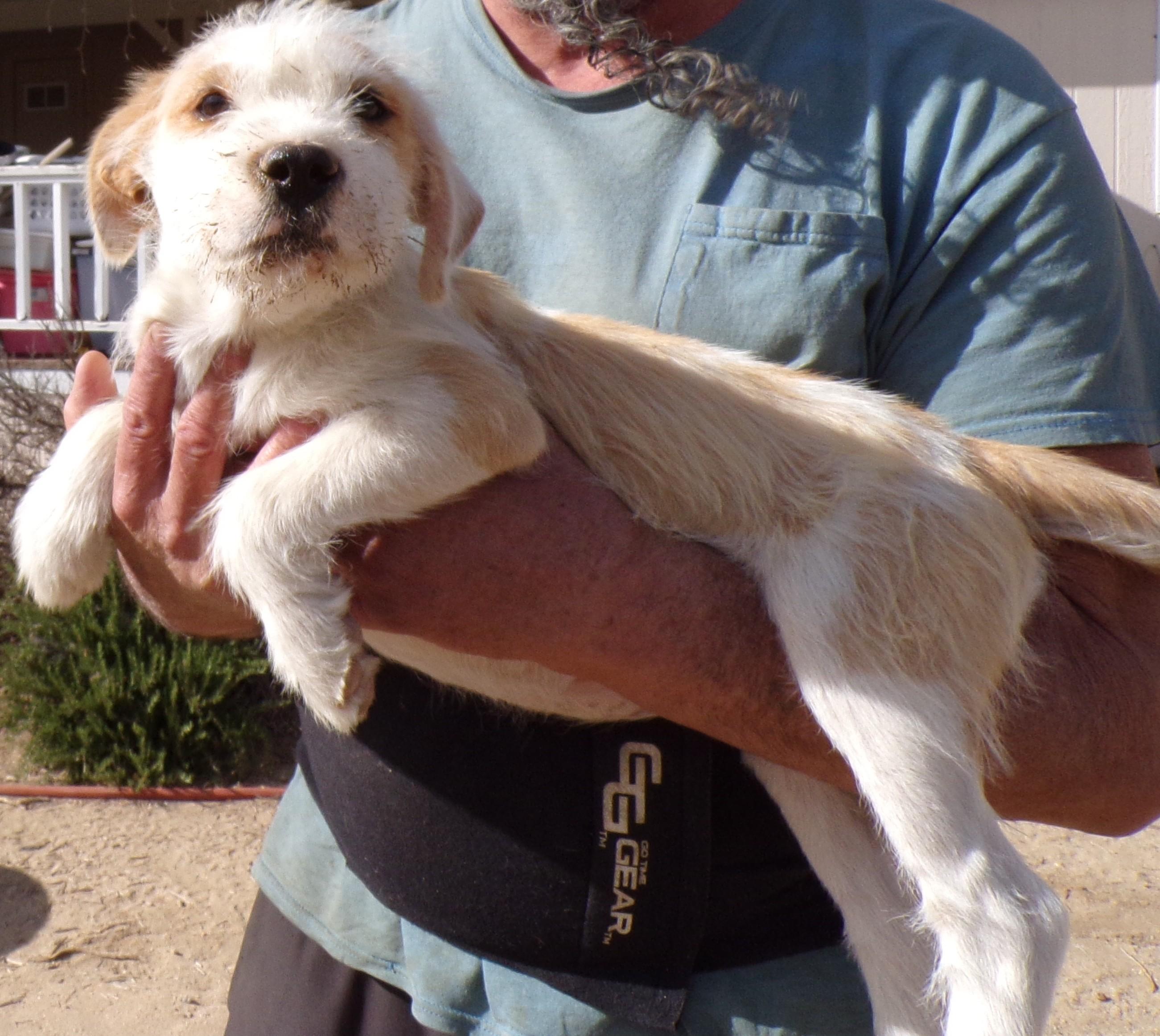 SANDY, an adopted mixed breed in Corona, CA image 2/2