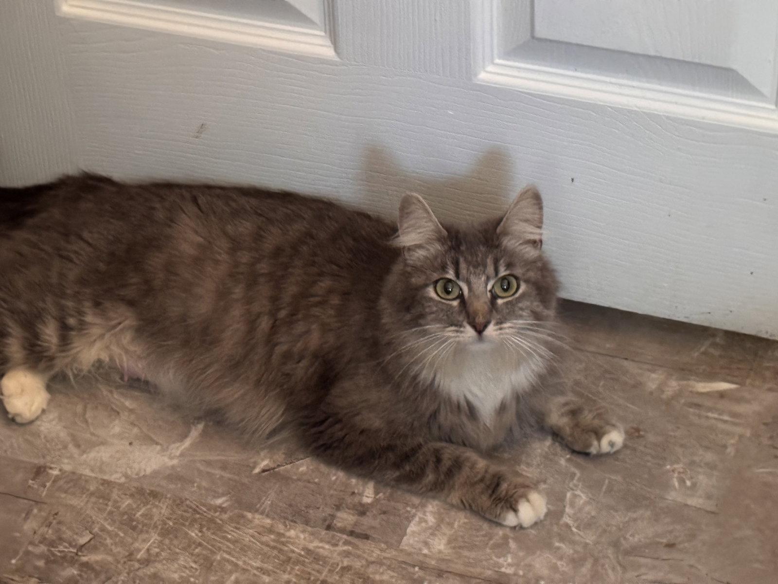 Enlarge Victoria ( AV), a Adoptable Domestic Medium Hair in Vallejo, CA image 1/1