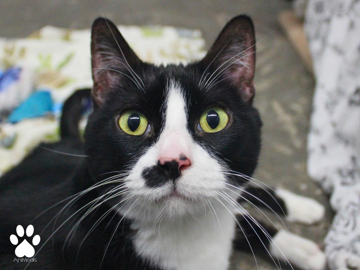 Minnie, ADOPTABLE, Adult Female Domestic Short Hair.