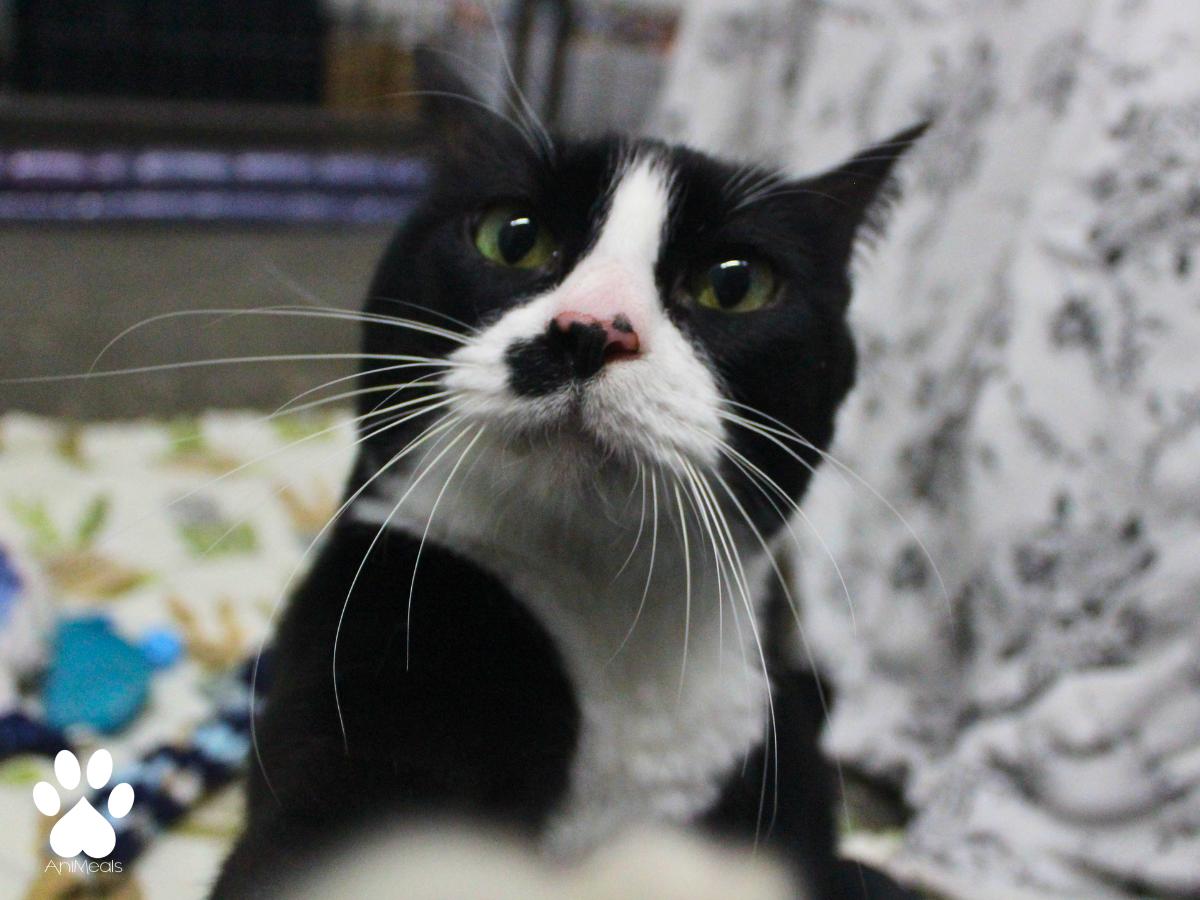 Minnie, a ADOPTABLE Domestic Short Hair in Missoula, MT image 4/4